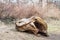 Old rotten wooden stump with hole from aging in the forest nature concept