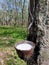 Old rubber trees and white tires supported by cups