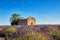 Old ruin in the middle of the lavender