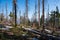 Old ruined forest on mountain top, Czech and slovakia border Velky Polom