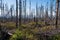 Old ruined forest on mountain top, Czech and slovakia border Velky Polom