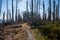 Old ruined forest on mountain top, Czech and slovakia border Velky Polom