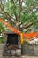 Old ruined shrine near sacred holy tree with flags on branches b