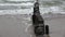 Old ruined  wooden posts jetty piles on  beach and waves, zoom out