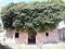 Old ruinous house covered with trees and leaves