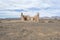 Old Ruins, The Outback Highway, Flinders Ranges, SA