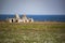 The old ruins of Trulli, Puglia Italy