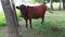 An old rural brown cow with twisted horns tied with a rope to a tree is grazed in a meadow near the railway