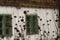 Old rural house in background with green wooden framed windows and wild autumn flowers in focus