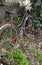 Old rusted bike. Technique abandoned by people.