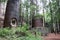 Old, rusted lime kilns are eerie, abandoned structures on the trail at Limekiln State Park, Big Sur, CA.