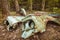 Old rusted scrap car in a forest