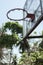 Old rustic grunge basketball hoop in wild tropical forest environment