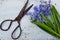 Old rustic scissors and violet hyacinthaceae