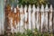 Old rustic wooden fence with peeling paint and rusty nails.