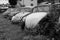 Old rusting abandoned Volkswagen Beetles
