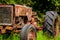 Old rusting tractor