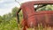 Old rusting vintage car or barn find in an overgrown field