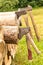 Old rusty axes stuck in a pine block. Lumberjack tools. Work in forest. Preparation of wood for heating