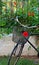 Old rusty bicycle with roses in front basket 4