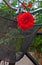 Old rusty bicycle with roses in front basket 5