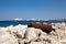 Old rusty cannon next to the Santa Claus Fortress in Rhodes.