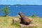 Old rusty cannon on sea waterfront.