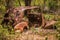 Old Rusty Car in Australian Bush