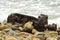 Old rusty car part on the beach with rocks and ocean waves crashing in at Bluff Cove beach