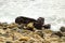 Old rusty car part on the beach with rocks and ocean waves crashing in at Bluff Cove beach