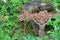 Old rusty cross lost in the woods