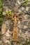 Old rusty crucifix affixed to old stone wall