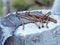 Old rusty curved nails lie in a pile on a concrete post