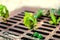 Old rusty drainage grid closeup with young green plants growing through