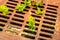 Old rusty drainage grid with young green plants growing through