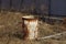 Old rusty empty metal barrel stands in the dry grass on the street