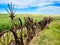 Old Rusty Farm Equipment Wheels in Palouse Hills