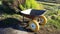Old rusty gardening wheelbarrow with yellow wheels