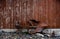 An old and rusty horse plow in front of a weathered wooden barn wall