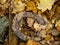 Old rusty horse shoe on a wooden background, symbol of luck. Fallen leafs around, Fall season