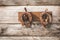 Old rusty horseshoes on vintage wooden board