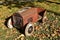 Old rusty kid`s pedal car