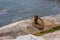 An old, rusty metal mooring ring on a cliff