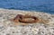 An old rusty metal mooring ring on the mooring wall on a sunny summer day. A device for holding sea vessels in port.