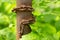 Old rusty metal pole with welded chain surrounded by green plants
