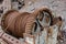 Old rusty metal Winch with coiled rope