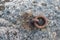 Old and rusty mooring ring for ships fixing.