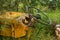 Old rusty mowing machine in dense grass