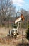 Old rusty oil gas well pumpjack behind barbed wire fence