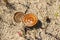 An old rusty opened tin can bottom up on wet sand after rain